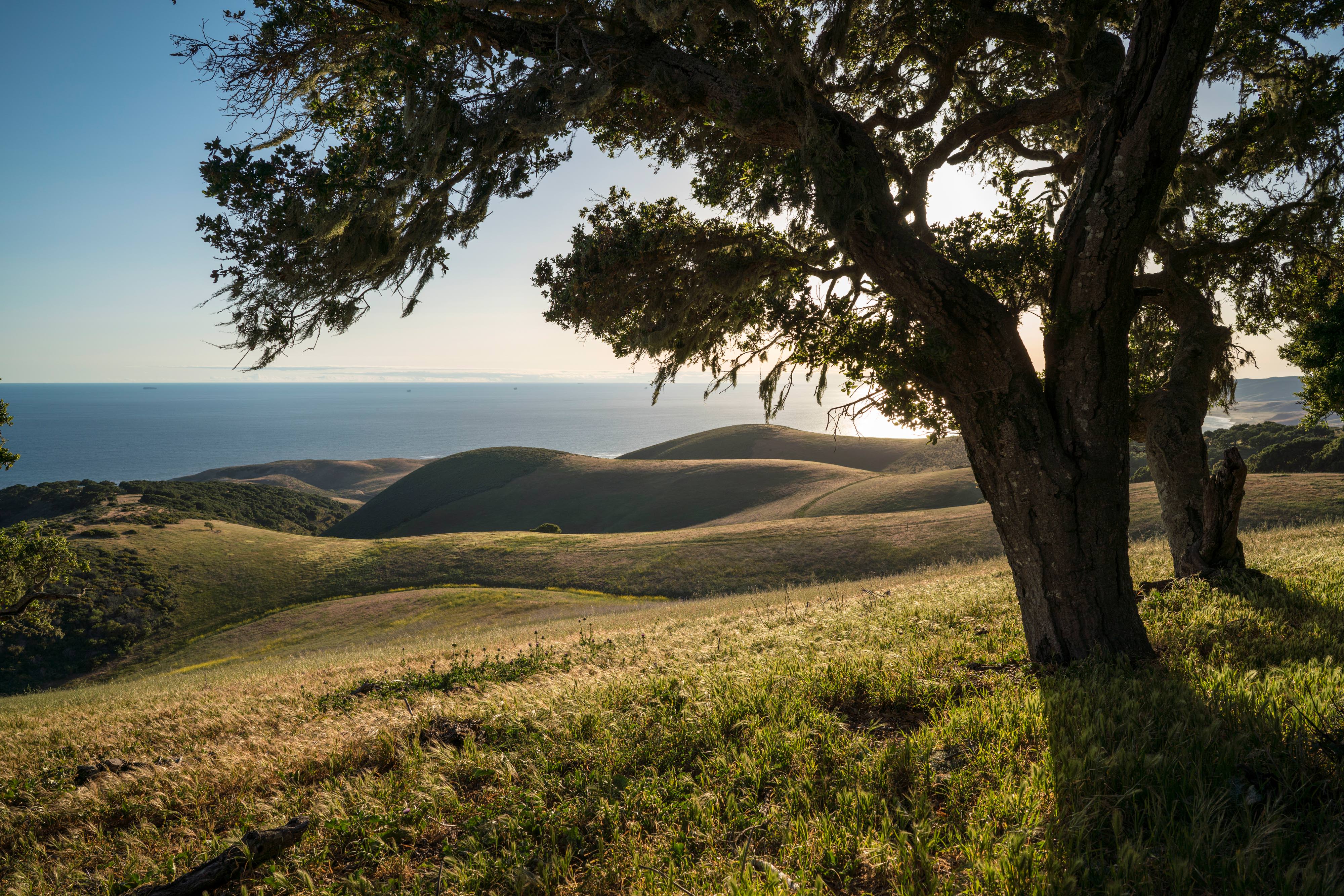 Coast oak woodlands along a ridge overlooking rolling hills that descend to the Pacific Ocean on the Dangermond Preserve.